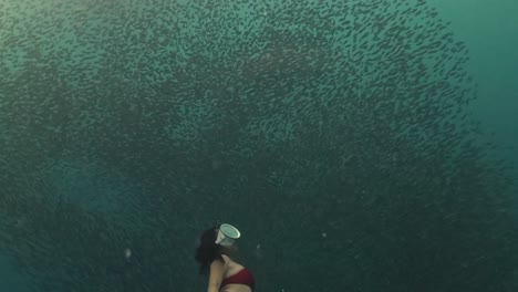 young asian woman in red bikini free diving with millions of sardines