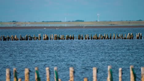 coastal view from the road to the mando island in denmark