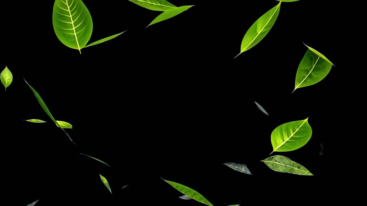 Floating green leaves animated overlay, transparent 4K video, alpha channel, ProRes 4444