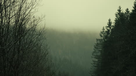 van driving through a misty forest