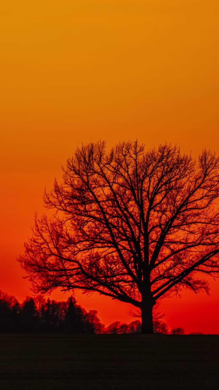 Sunset Silhouette of a Tree