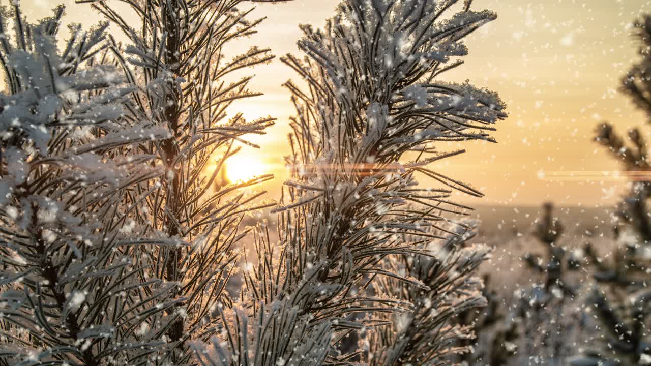 눈이 내리는 자연, 숲, 나무, 풍경, 빛, 은 겨울 날, 기분, 밝은 눈, 차가운 시간, 비디오 루프, 시네마그래프 비디오 루프