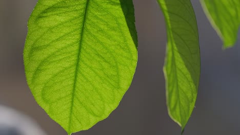 hojas tropicales verdes iluminadas por el sol