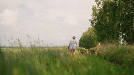 dog owner walking through grassy field calling out to dog exploring nearby bushes, second dog curiously looking into greenery, bright sunny day, surrounded by tall grass and lush vegetation