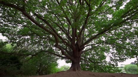 árbol-Gigante-Con-Ricas-Ramas,-Empuje-Para-Revelar-Todo-El-árbol,-Cámara-Lenta