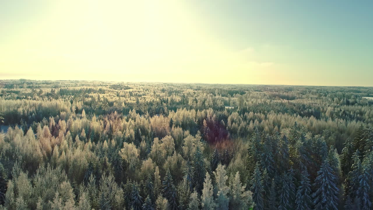 vista de la copa de los árboles del bosque de coníferas en la temporada de invierno al atardecer