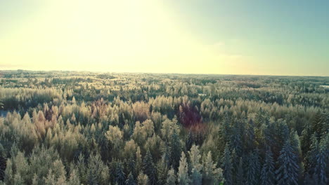 Vista-De-La-Copa-De-Los-árboles-Del-Bosque-De-Coníferas-En-La-Temporada-De-Invierno-Al-Atardecer