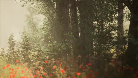 Clearing-in-the-forest-in-sunny-summer-morning