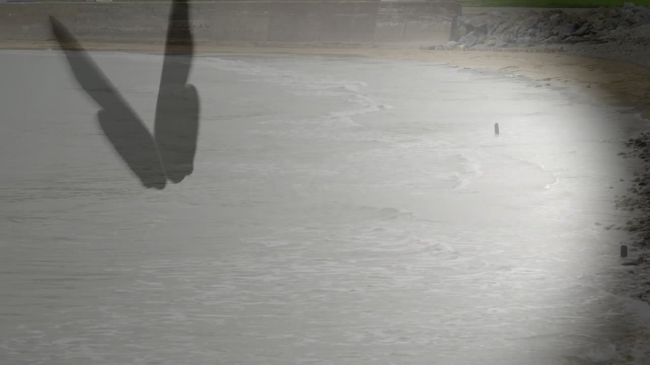 부드러운 파도와 함께 조용한 해변 장면 위에 실루 잎 애니메이션