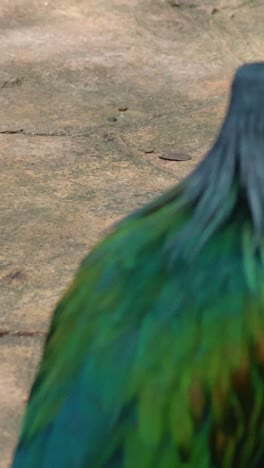 un pájaro vibrante camina por un camino del jardín