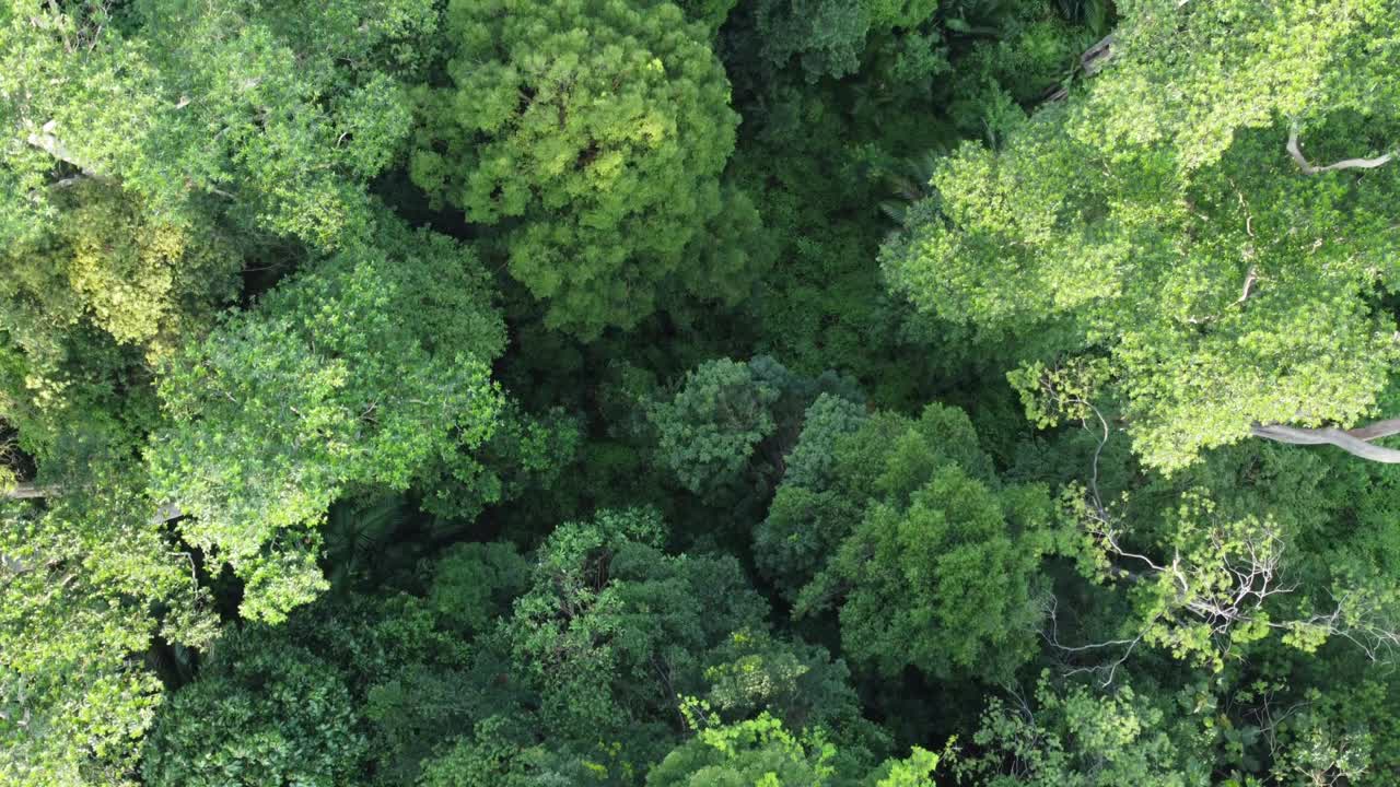 Aerial top view of lush tropical rainforest. Beautiful forest in Malaysia.