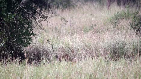 Young-lions-playing-and-cleaning-themselves-hidden-behind-vegetation,-day