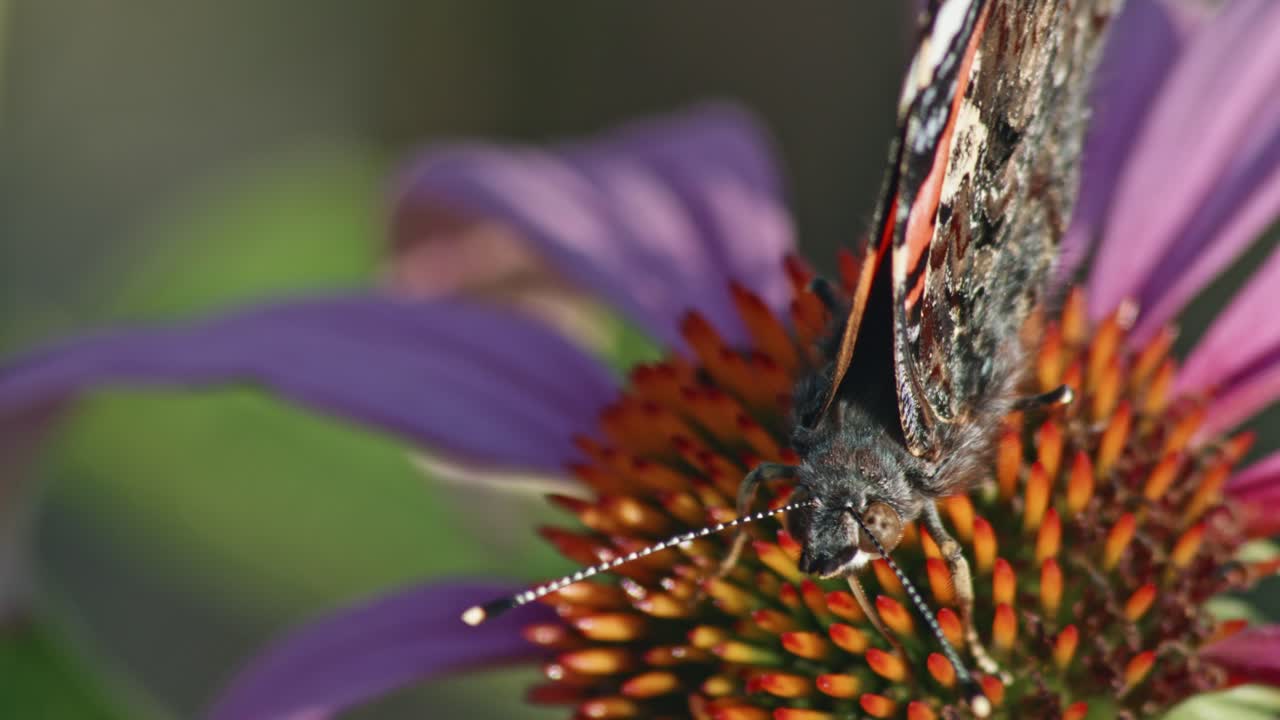 macro de una mariposa en la parte superior de la flor cónica púrpura