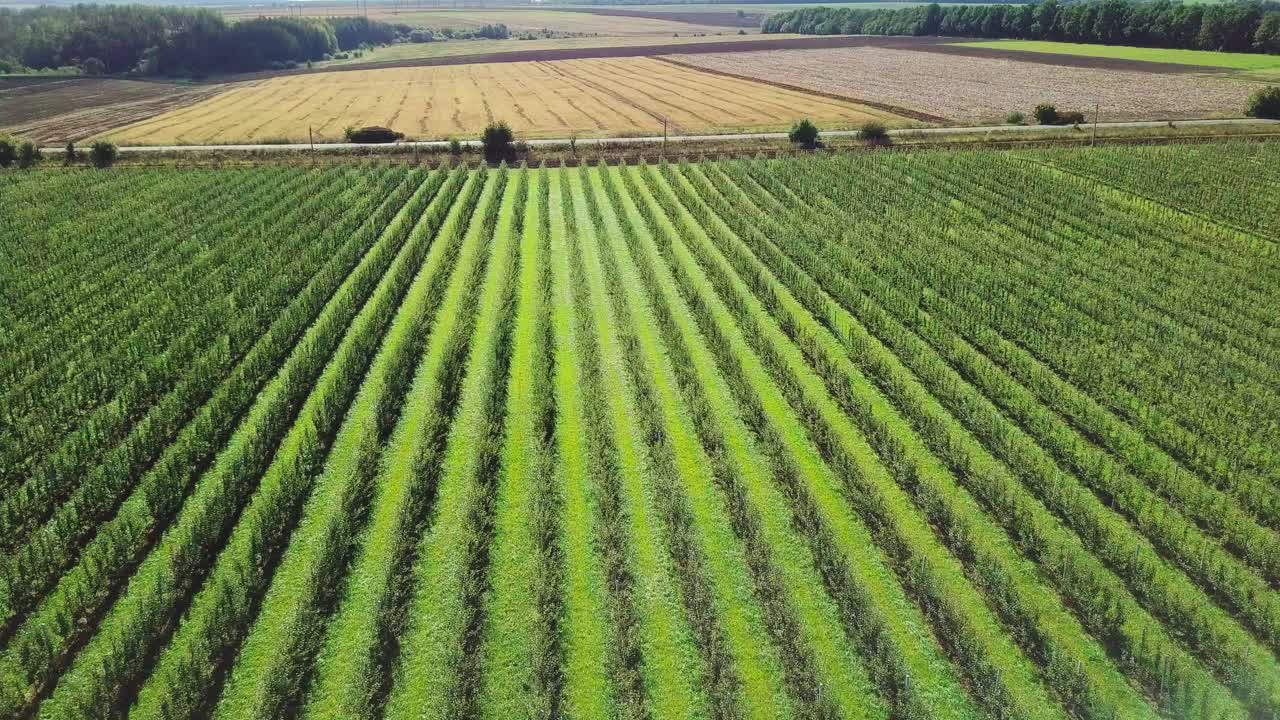 rows of apple trees are growing in a large area in the field in the summer for processing in the production of juices. Aerial view