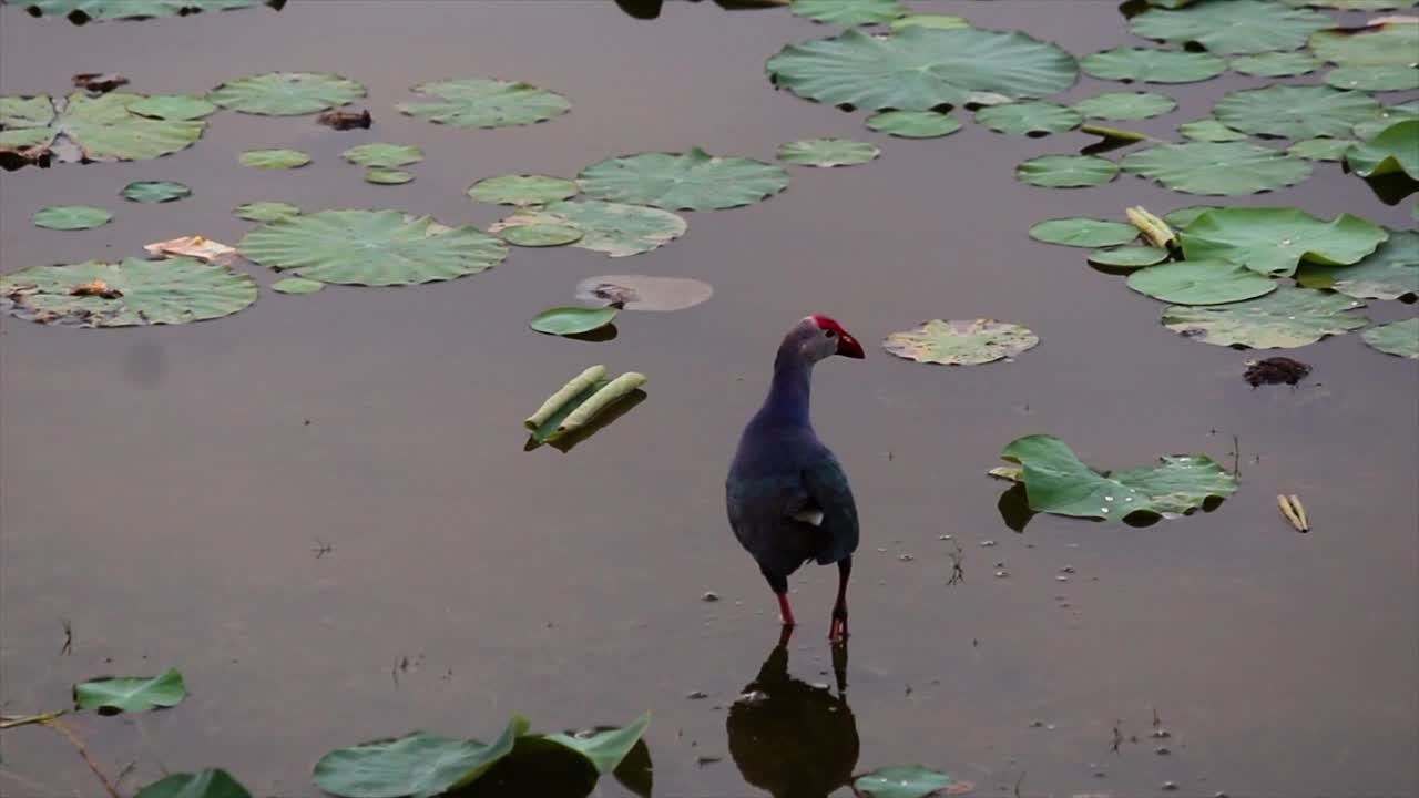 Swamphen wades in calm shallow water among floating lotus leaves, purple bird. Perfect 4K wildlife footage for documentaries, nature reels, or eco-themed content.