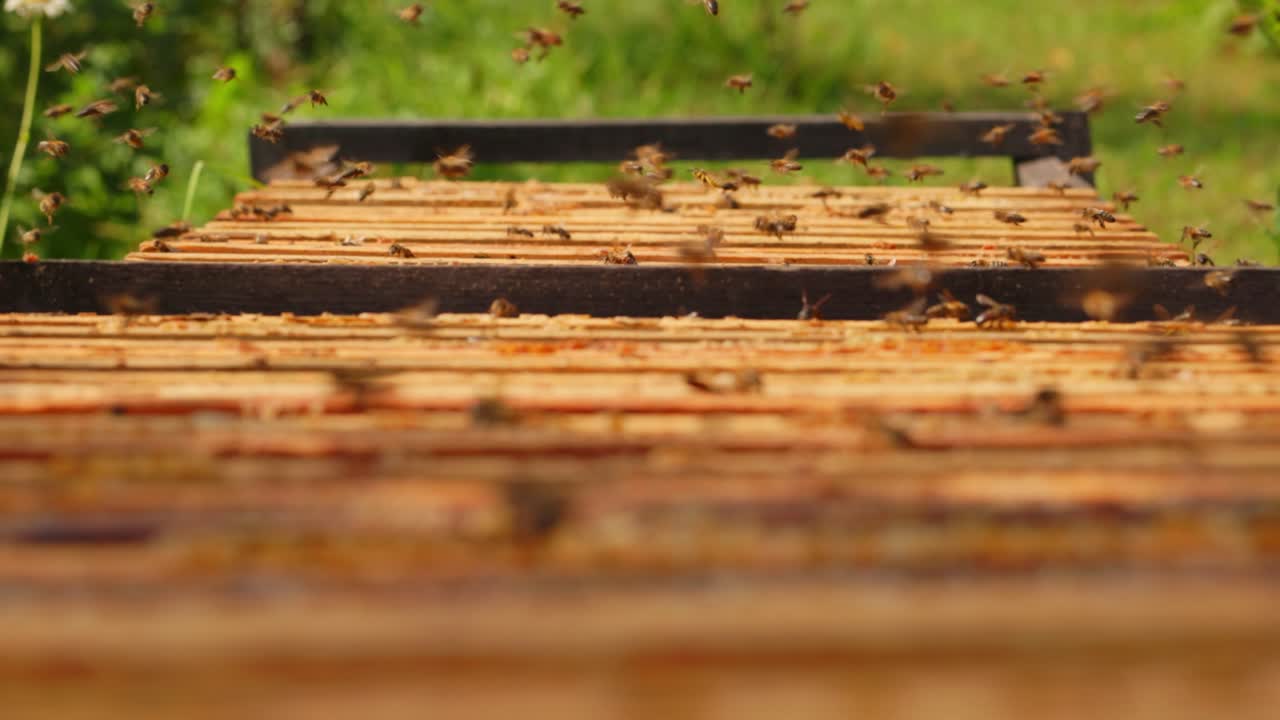 Bees working in a beehive