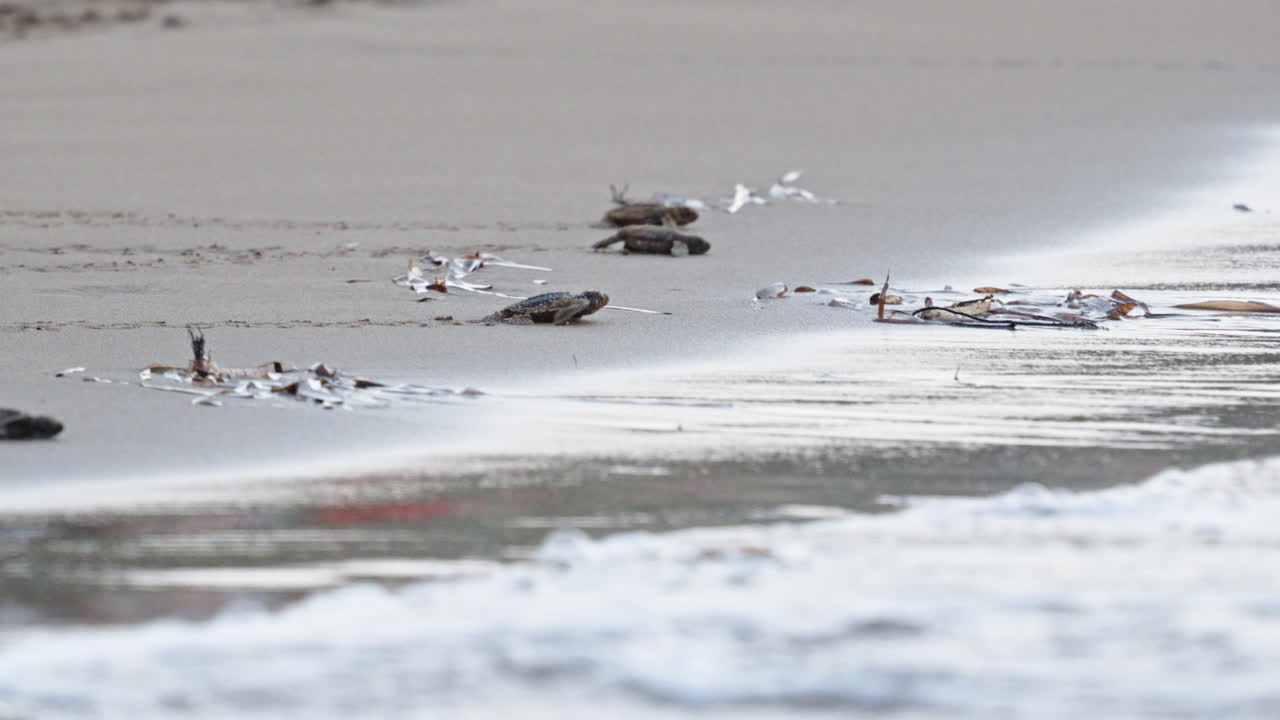 새끼 거북이들이 모래 해변에서 바다로 향합니다.