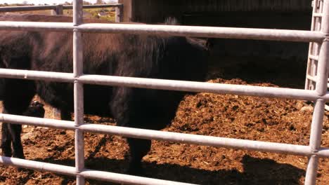 Toro-Fuerte-En-Un-Granero