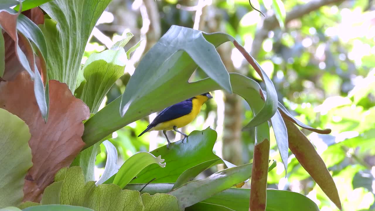 Yellow-throated euphonia perches on tropical plant before takeoff