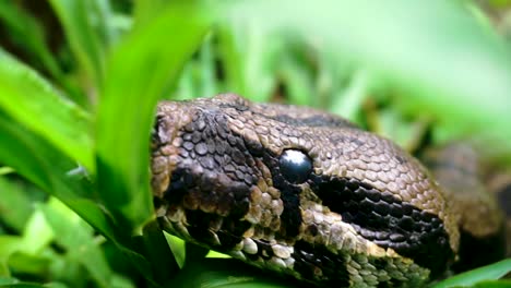 Vista-De-Cerca-De-Una-Serpiente-Deslizándose-A-Través-De-Pastizales