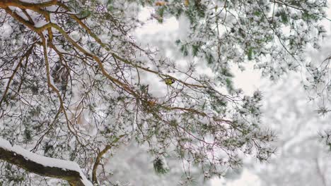 titmouse on a pine tree in a white forest