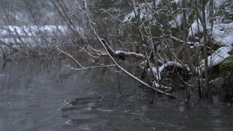 Slow-motion-shot-of-snowflakes-falling-into-river-with-snow-covered-tree-branches,-duck-couple-swimming-in-the-background