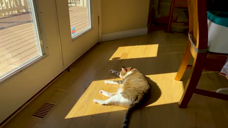 Lapso-De-Tiempo-De-Un-Gato-Doméstico-Perezoso-Pero-Adorable-Durmiendo-Al-Sol-Con-El-Gato-Cambiando-De-Posición-A-Medida-Que-El-Sol-Se-Mueve