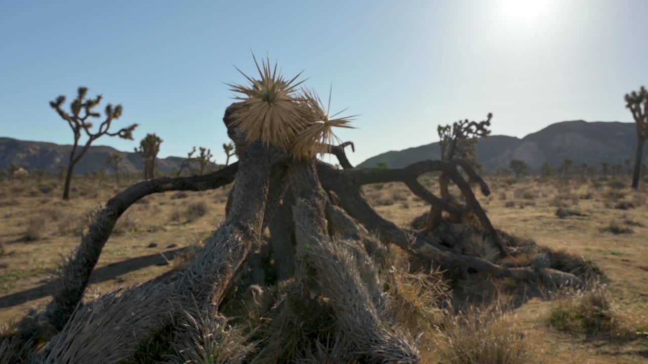 caminando por el parque nacional del árbol de joshua con el árbol de joshua caído