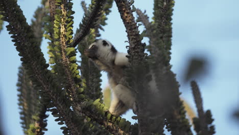 Sifaka-Verreauxi-Auf-Nahrungssuche-In-Einem-Oktopus-Kaktus-Mit-Blauem-Himmel-Im-Hintergrund