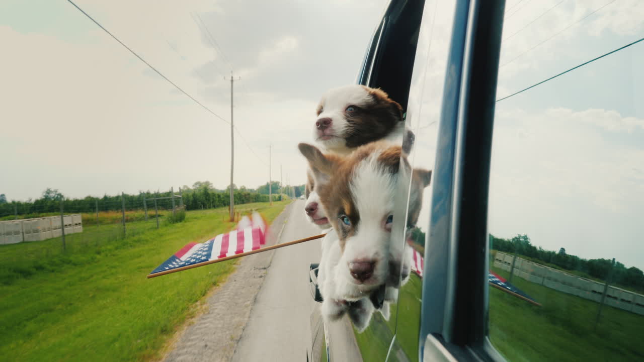 미국 국기를 든 개는 독립 기념일 파티에 가서 차창 밖을 내다본다