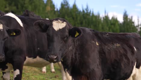 vaca holstein hembra parando y mirando alrededor, tierra de hierba al aire libre, animal curioso