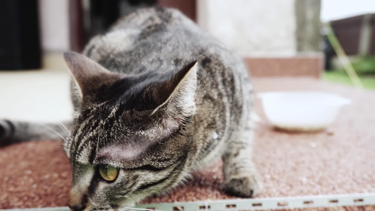 뱅갈 집고양이를 가까이서 본 모습