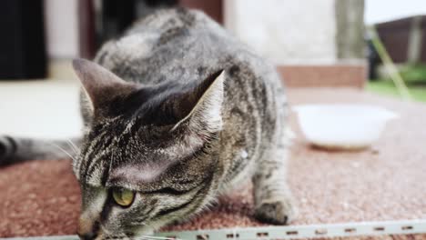 Ein-Genauer-Blick-Auf-Eine-Bengal-Hauskatze