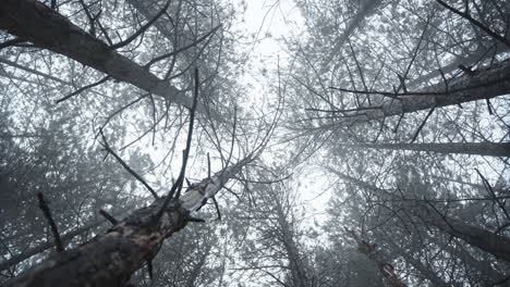 Looking up at towering pine trees in a misty forest, creating a serene and mystical atmosphere