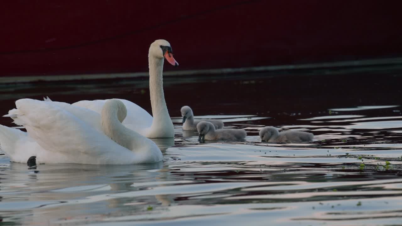 familia de cisnes