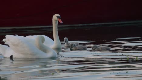 family of swans