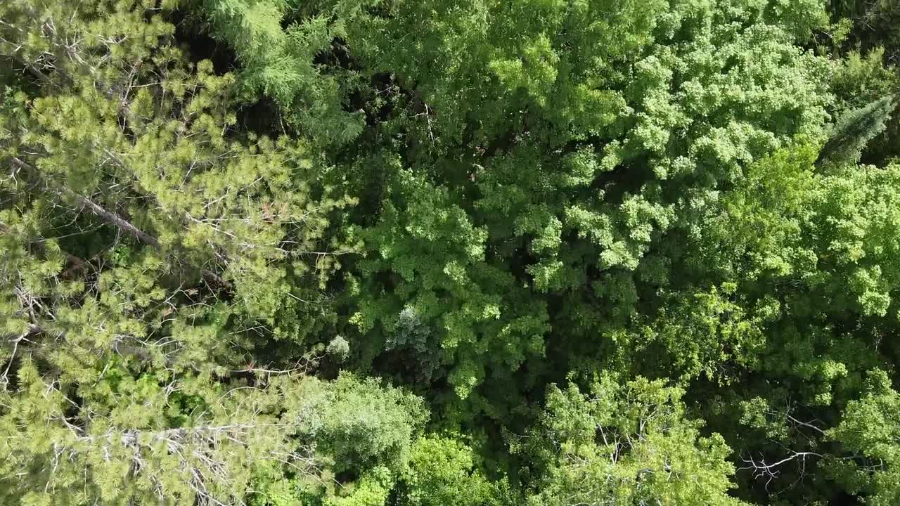 Top Down Shot Of Scenic Forest Wilderness Landscape