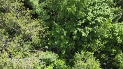 top down shot of scenic forest wilderness landscape