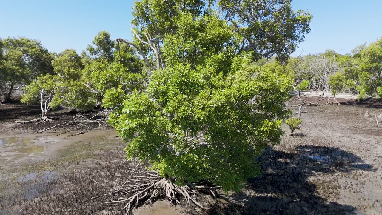exuberantes manglares en un ecosistema costero australiano