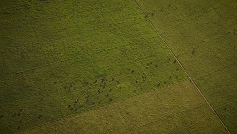 cinematic aerial view of a field full of cows