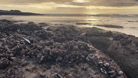 Rocas-En-La-Orilla-Del-Mar-Cubiertas-De-Conchas-Durante-El-Amanecer