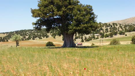 adult juniper tree in nature. 4k