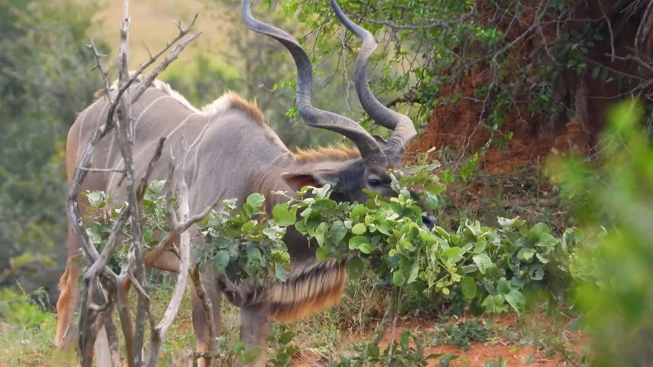 gran antílope kudu con grandes cuernos comiendo arbustos y hojas en la sabana de áfrica