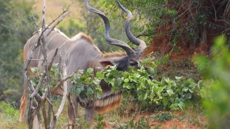 Große-Kudu-Antilope-Mit-Großen-Hörnern,-Die-Sträucher-Und-Blätter-In-Der-Savanne-Afrikas-Frisst