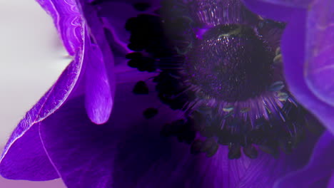 primer plano de una flor de anémona púrpura