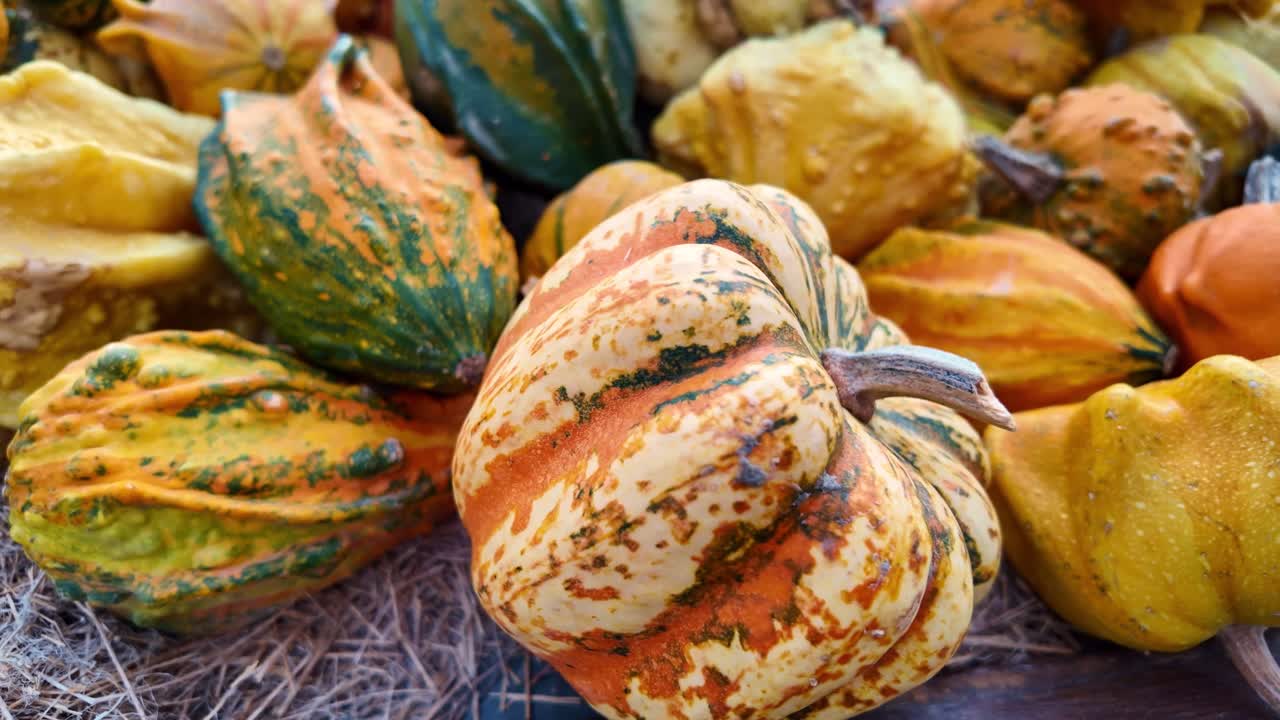 Assorted ornamental gourds, or coloquintes,recognized for their vibrant autumn colors—yellows, greens, and oranges—and their distinctive shapes, including ridged, warty, and striped textures