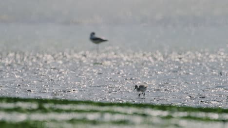 Lindo-Bebé-Kluut-Pájaro-Pasear-Explorar-Fondos-Marinos-Expuestos-Durante-La-Marea-Baja