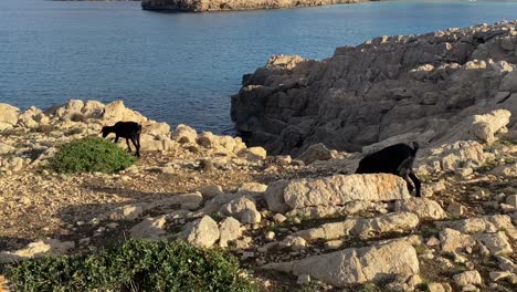 two wild black dwarf goats in menorca island near the seashore in the afternoon