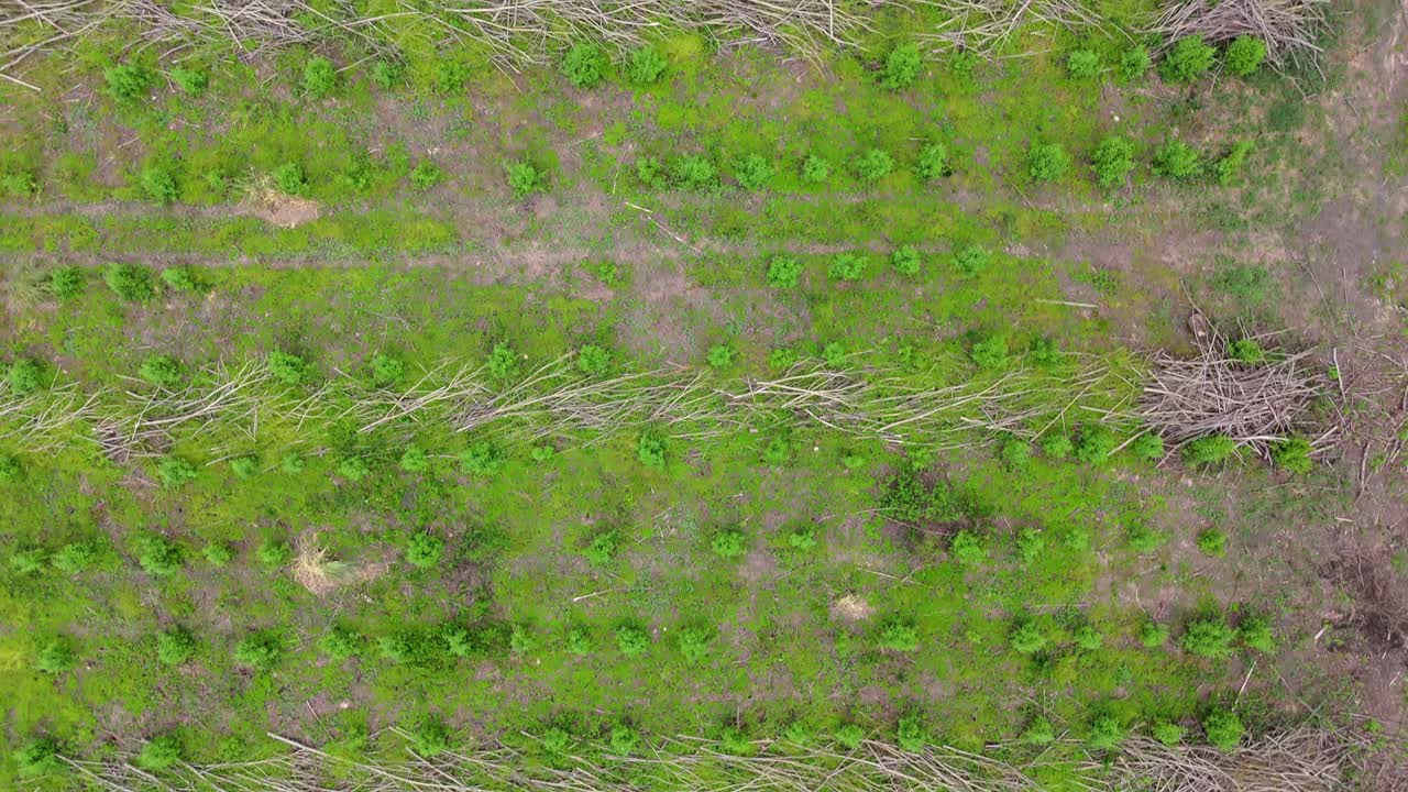 Structured reforestation site in Argentine countryside, where rows of young pine trees Pinus elliottii planted in grid-like pattern, reflecting sustainable silviculture practices, drone top down shot