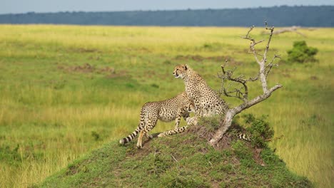 Afrikanische-Tierwelt-Der-Gepardenfamilie-In-Afrika,-Gepard-Sitzt-Auf-Einem-Termitenhügel-In-Der-Masai-Mara,-Kenia-Safaritiere-In-Der-Savannenlandschaft-Der-Masai-Mara-Und-Schauen-Sich-Um